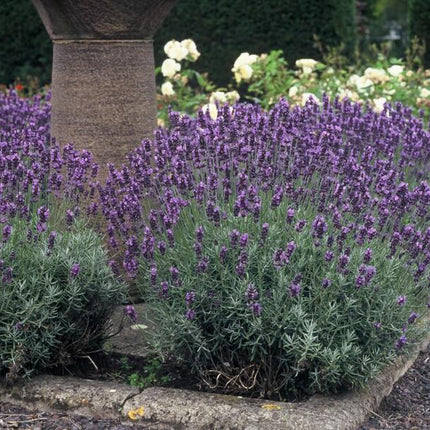 Lavandula Angustifolia 'Dwarf Blue' - ↕10-25cm - Ø9cm - 6x