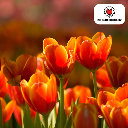 Bulbes de tulipes Dafeng – Lot de 20 | KH Flower Bulbs® | Tulipe orange – Grandes fleurs et élégante – Pour jardin ou pot – Calibre 11/12 – Fraîchement cueillies par le producteur !