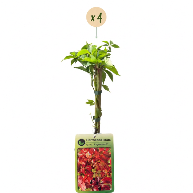 Parthenocissus quin. 'Engelmannii' - Engelmann klimop 4x - Geel - Groen - Klimplant - Ø9cm - ↕35cm