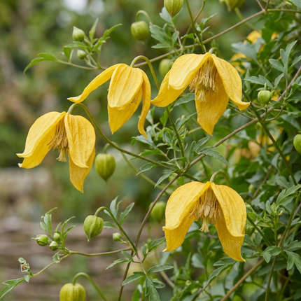 Clematis tangutica - Chinese bosrank - Geel - Klimplant - Ø9cm - ↕35cm
