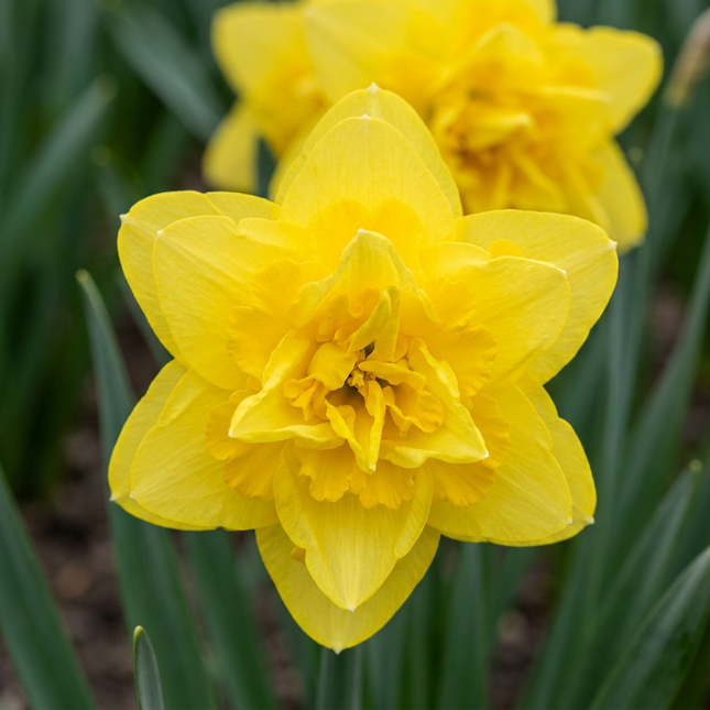 20x Narcissus Golden Ducat - Bloembollen - Gevulde gele narcis - Geel - Voorjaarsbloeier - Bolmaat 12/14