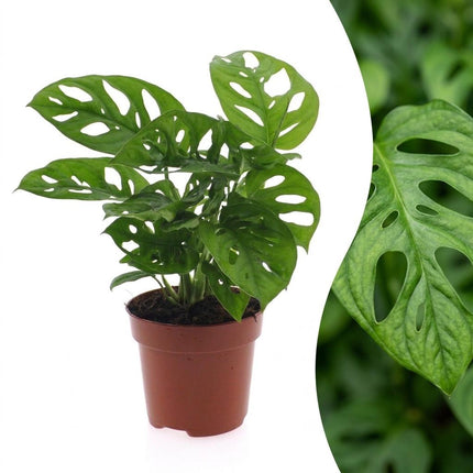 Monstera Adansonii - Rhaphidophora Tetrasperma - Pot 12cm - Hoogte - 25cm