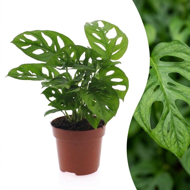 Monstera Adansonii - Rhaphidophora Tetrasperma - Doniczka 12cm - Wysokość - 25cm