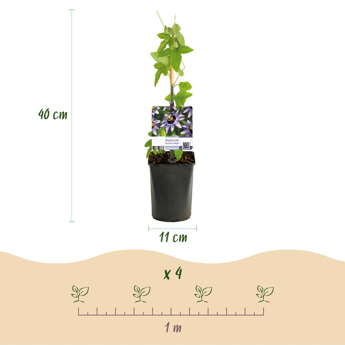 Passiflora Tricolour - Passiebloem - Bloem Roze Wit Paars - ↕40cm - Ø11cm - 3x