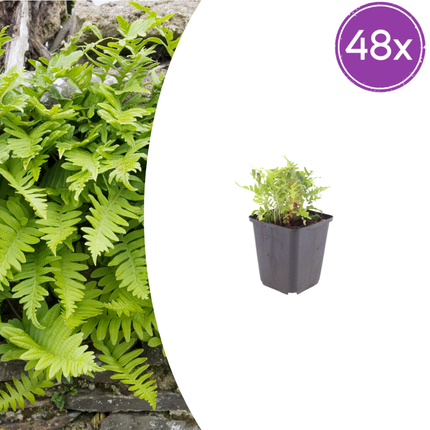 Polypodium vulgare - Eikvaren - ↕10-25cm - Ø9cm - 48x