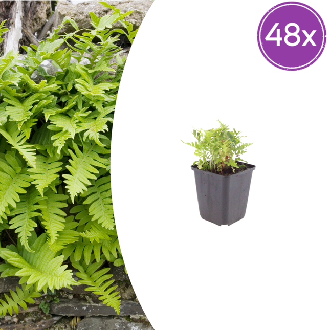 Polypodium vulgare - Helecho de roble - ↕10-25cm - Ø9cm - 48x