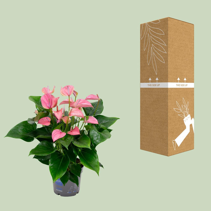 Anthurium Karma Joli - ↕55cm - Ø17cm
