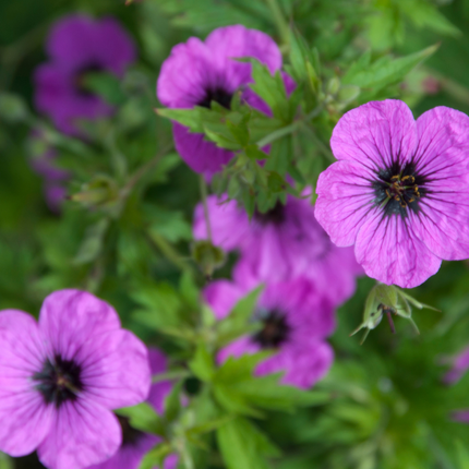 Geranium macrorrhizum 'Bevan's Variety' - Ooievaarsbek - ↕10-25cm - Ø9cm - 6x