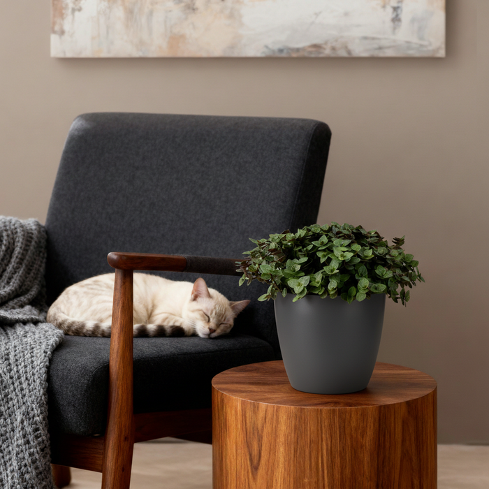 Callisia repens - Schildpadplant - met grijze plantenpotten - ↕15-20cm - Ø12cm - 4x