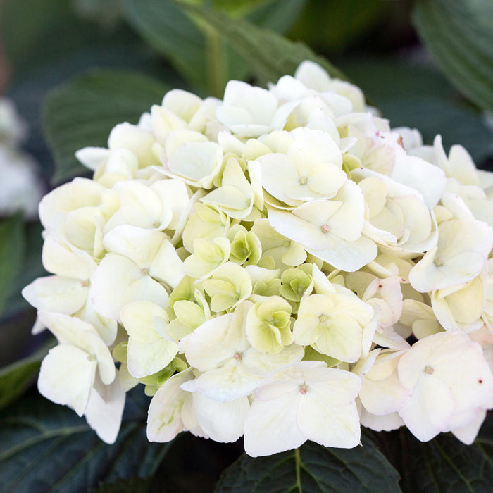 Hortensia Endles Summer The Bride - Hortensia - Hvid - ↕20-25cm - Ø14cm - 4x