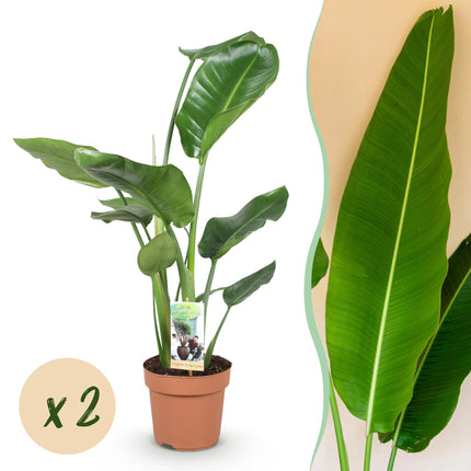 Strelitzia Nicolai - Bird of Paradise flower - ↕70-90cm - Ø17cm - 2x