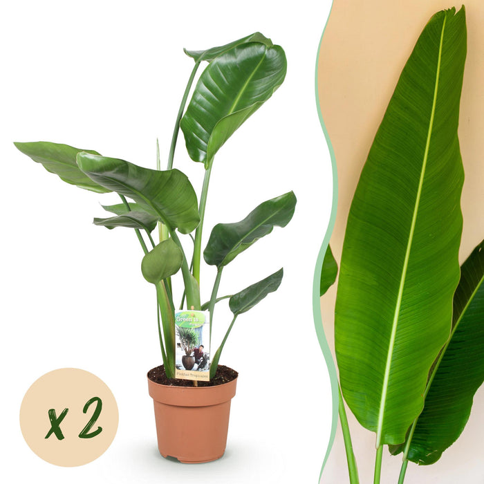 Strelitzia Nicolai - Paradisfugleblomst - ↕70-90cm - Ø17cm - 2x