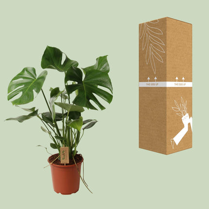 Monstera Deliciosa - Hole plant - ↕60cm - Ø21cm