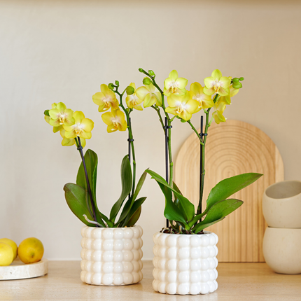 Compañía Kolibri | Set de plantas Poppy White Yellow | Orquídea Albenga amarilla incl. macetas decorativas de cerámica – Ø9 cm