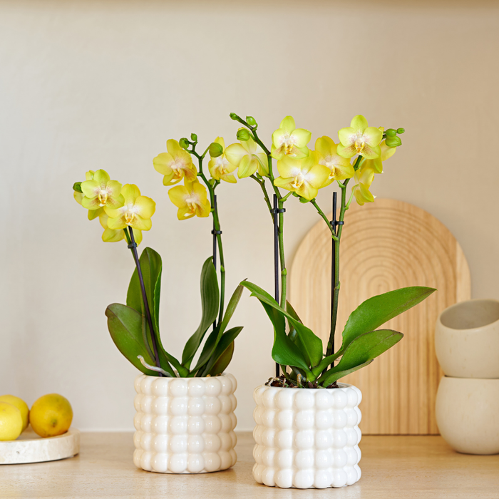 Kolibri Company | Plantenset Poppy White Yellow | Gele Albenga orchidee incl. keramieken sierpotten – Ø9 cm