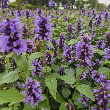 Agastache 'Black Adder' - Dropplant - ↕10-25cm - Ø9cm - 12x