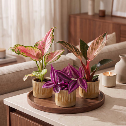 Baby Planten Paradise Mix - Diversen 3x - Tropisch - incl. Linnea Honey - Ø6cm - ↕10-15cm