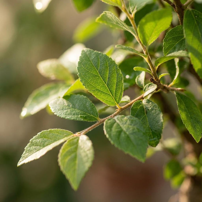 Bonsai Bol vorm Boom - ↕25-30 cm (mix keramiek)