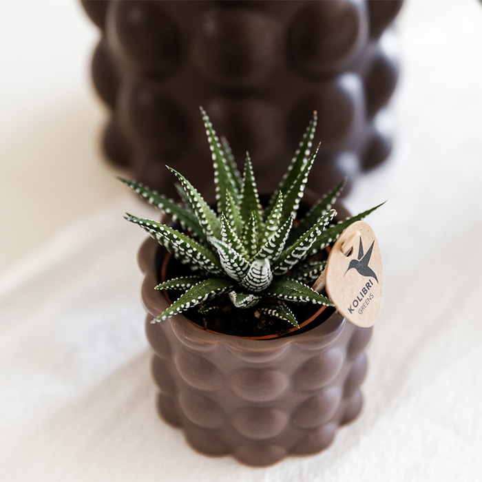 Plantenset Cotton bruin | Groene planten met witte Phalaenopsis orchidee Ghent in keramieken sierpotten