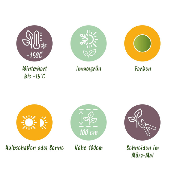 Nandina Lemon & Lime - Geel - 2 Planten - Groenblijvend - Weinig Onderhoud - Pot 17cm Hoogte 45cm