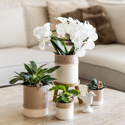 Philodendron White Measure - Kolibri Greens - Ø9cm