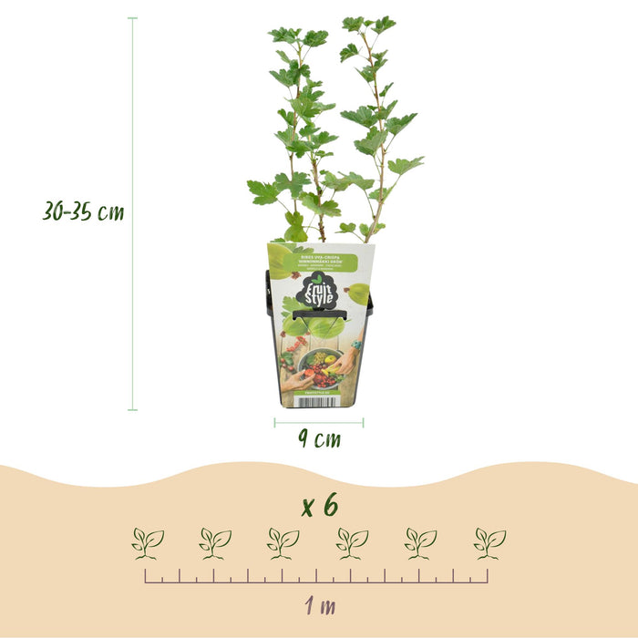 Stachelbeere (Ribes uva-crispa 'Hinnonmaki') - Winterhart - 3 Pflanzen - Topf 9 cm - Grüne Beeren
