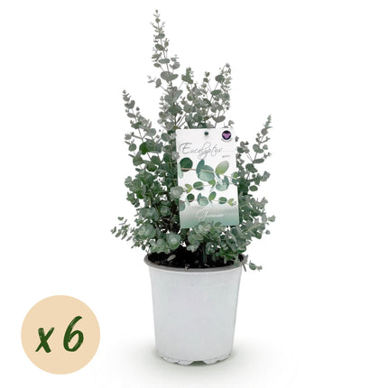 Eucalyptus gunni - Gris - 6x - ↕40cm - Ø17cm