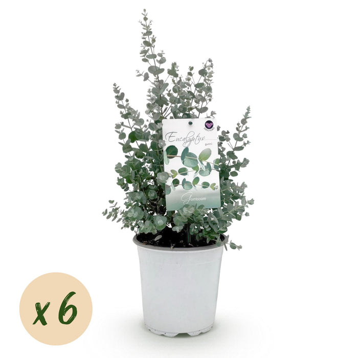 Terrasplant - Eucalyptus boom - Eucalyptus gunni  - Grijs - 6 Planten - Winterhard - Pot 17cm Hoogte 40cm