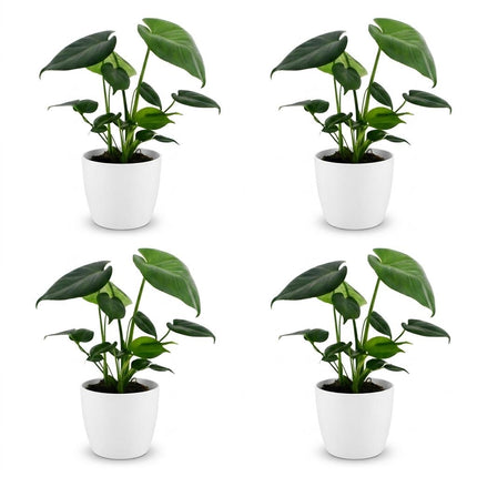 Monstera Deliciosa - Gatenplant - 4x - met Potter Wit - Pot 12cm - Hoogte - 30cm