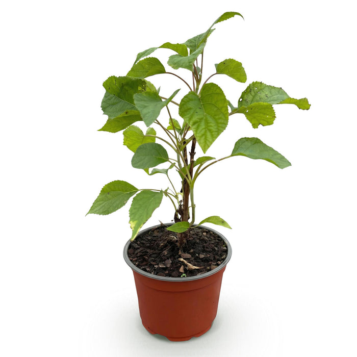 Hydrangea arborescens Annabelle - Hortensia - Winterhard - Wit - 1 Plant - Pot 12cm - Hoogte Hoogte 20-30cm