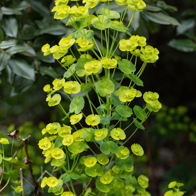 Euphorbia amygdaloides robbiae - Spurge - ↕10-25cm - Ø9cm - 12x