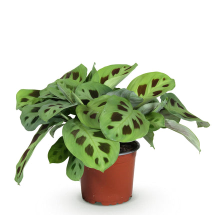 Maranta Fascinator Kerchoveana – Zebrapflanze – ↕25 cm – Ø12 cm
