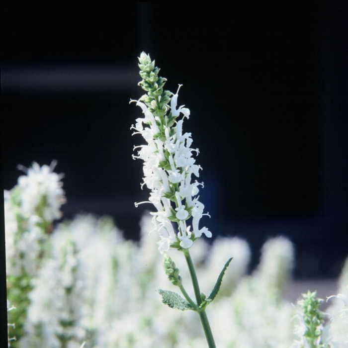 Salvia nemorosa 'Schneehugel' - ↕10-25cm - Ø9cm - 60x
