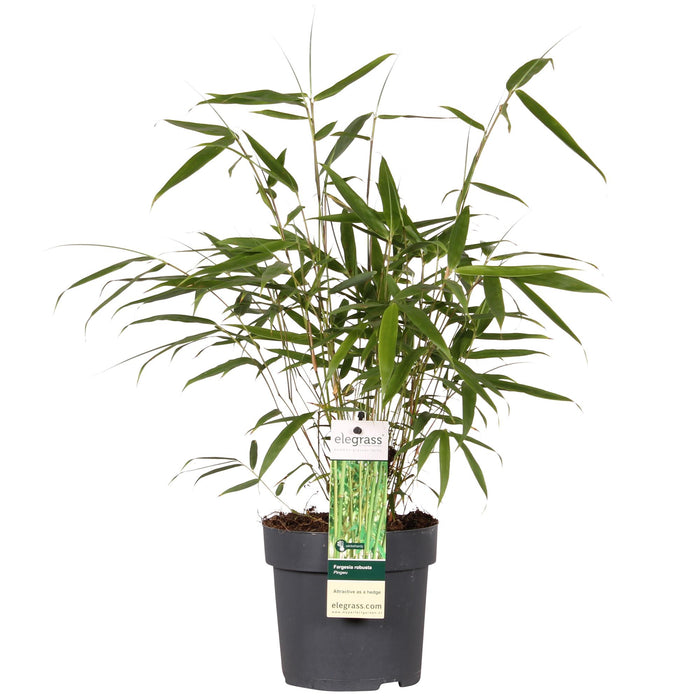 Fargesia robusta 'Pingwu' - Bamboe - ↕40cm - Ø14cm
