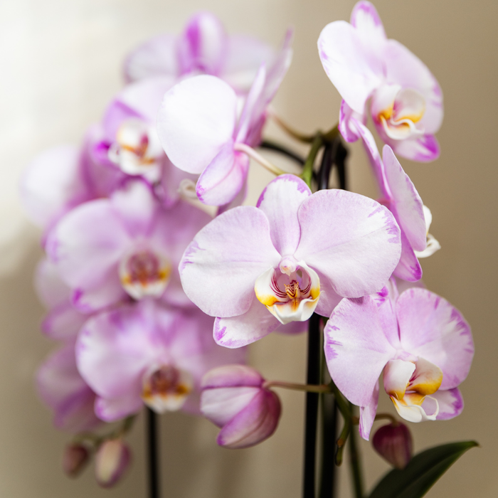 Kolibri Orchids | Roze Niagara Falls orchidee + Poppy roze sierpot – Ø12cm | bloeiende kamerplant