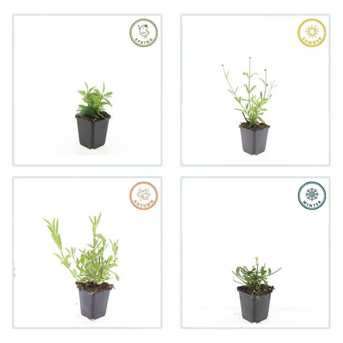 Verbena bon. 'Lollipop' - ↕10-25cm - Ø9cm - 48x