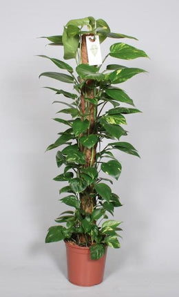 Epipremnum Pinnatum Moss stick 120cm Scindapsus - ↕120cm - Ø24cm