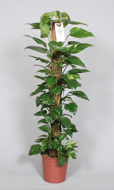 Epipremnum Pinnatum Mosstok 120cm Scindapsus - Ø24cm - ↕120cm