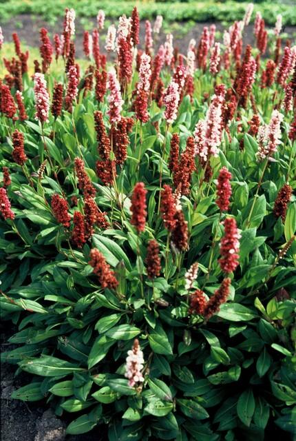 Persicaria affinis 'Darjeeling Red' - Duizendknoop - ↕10-25cm - Ø9cm - 6x