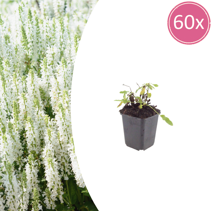 Salvia nemorosa 'Schneehugel' - ↕10-25cm - Ø9cm - 60x