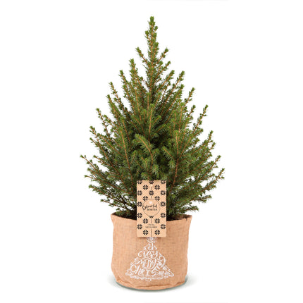 Picea glauca Conica - Kegelspar - Groen - Kerstboom - incl. jute zak - Ø17cm - ↕65cm