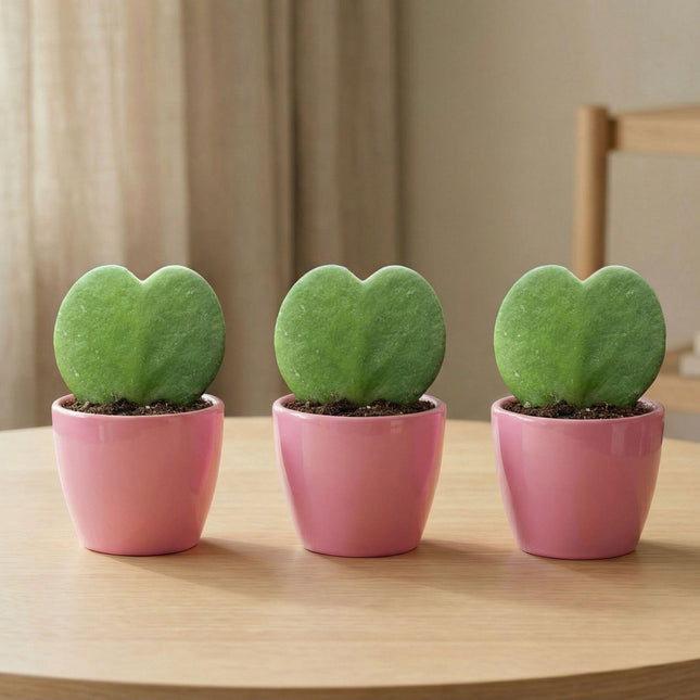 Sweetheart Plant Set - Green Mini Gift - Pot & Plant Set - Pink