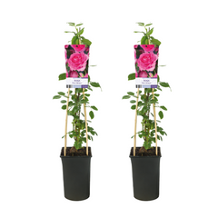 Collection image for: rosa rampicante