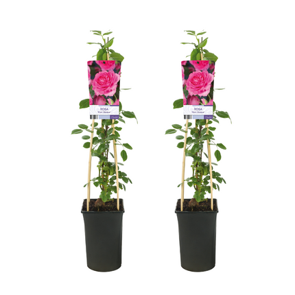 Trepadora Rosa Pink - ↕75cm - Ø17cm - 2x