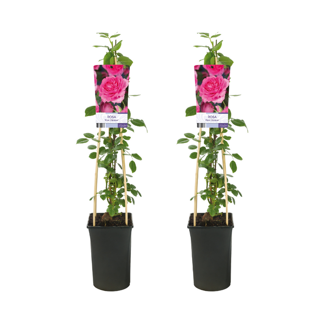 Rosa Pink Kletterpflanze - ↕75cm - Ø17cm - 2x
