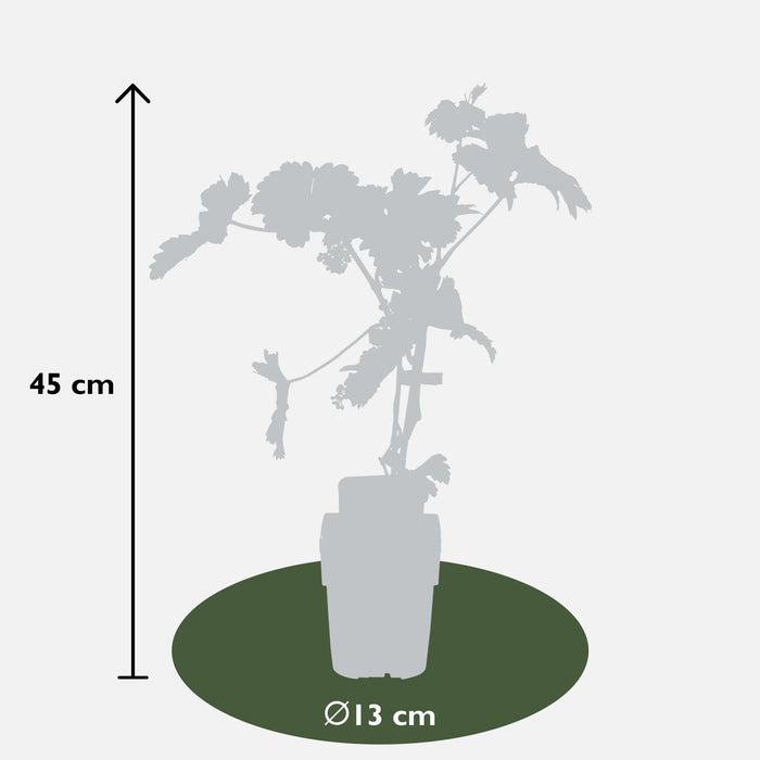 Vitis Vinifera 'Johanniter' - Witte Druif - ↕45cm - Ø13cm
