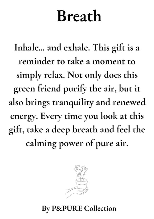 Nephrolepis Green Lady Gift "Breath" met wenskaart - Ø12cm - ↕35cm