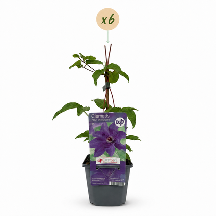 Clematis The President - Bosrank 6x - Paars - Klimplant - Ø9cm - ↕35cm
