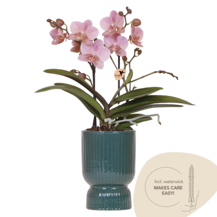 Kolibri Orchids | Oudroze Treviso orchidee + groene Diabolo sierpot | potmaat Ø9cm | bloeiende kamerplant incl. watergeeflont