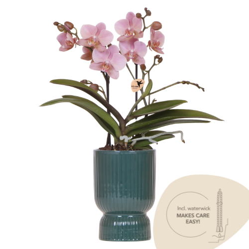 Kolibriorkideer | Støvet pink Treviso-orkide + grøn Diabolo dekorativ potte | pottestørrelse Ø9 cm | blomstrende stueplante inkl. vandingsvæge